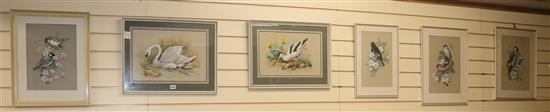 M. Sherborne, six watercolours, ornithological studies, signed, largest 29 x 42cm